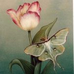 Luna Moth and White Tulip painted by Sherry Nelson